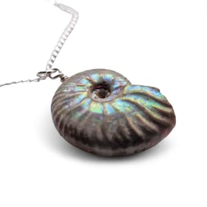 Pearlised Madagascan Ammonite Necklace  - Beautifully Double Boxed!