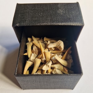 Fantastica scatola di denti di squalo fossili dal Marocco: un regalo super fossile per tutti gli amanti degli squali!