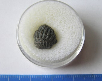 Enrolled Phacops Trilobite Fossil – Baby Trilobite Specimen – Moroccan Trilobite Fossil – Natural History Specimen