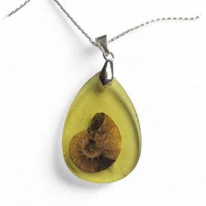 Resin Set Ammonite Slice Pendant  - On Silver Chain - Beautifully Presented