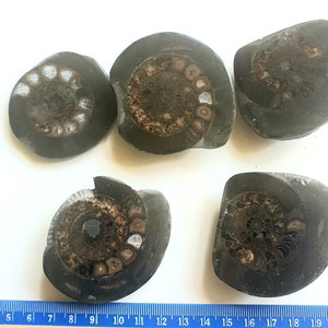 1 POLISHED AMMONITE SLICE - Yorkshire England