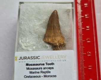 Boxed Fossil Mosasaurus Tooth - Extinct Crocodile Like Creature - 3cm