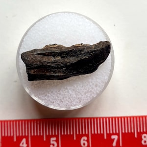 Mâchoire de poisson fossile - Oligocène - Fort Victoria. Île de Wight - 2,5 cm