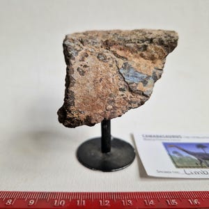 May include: A fossilized Camarasaurus limb fragment with a textured, mottled brown and grey surface, mounted on a black metal stand. A white information card with a dinosaur illustration and the text "CAMARASAURUS" and "Limb" sits nearby.