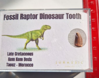 Fossil Raptor Dinosaur Tooth  Probably Abelisaurus - RARE -1.1cm