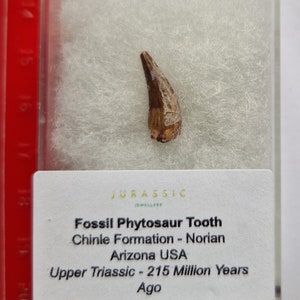 Fossil Phytosaur Tooth -Semio Aquatic Reptile   -USA 0  Triassic -  A VERY RARE Fossil