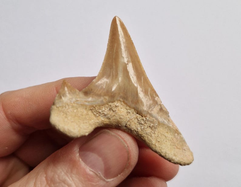 LARGE Boxed Fossil Otodus Shark Tooth - Morocco. - in Floating Display ...