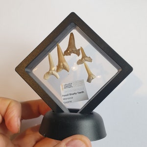 Fossil Sharks Teeth In Super Floating Frame - Morocco - NEW!