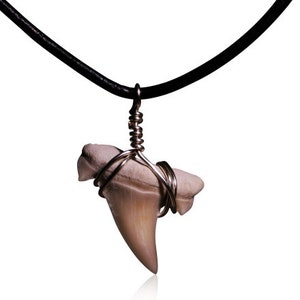 Boxed With Signed Certificate Otodus Shark Tooth Pendant On  Silver Chain 