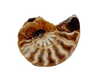 Stunning  Fossil Ammonite Slice Brooch- Madagascar    - UNIQUE COLOURATION!
