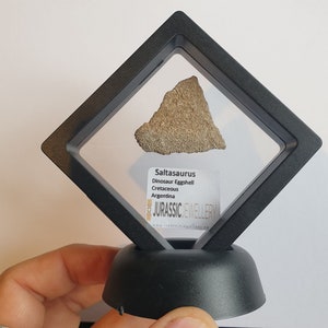 Piece of Saltasaurus  Dinosaur Eggshell In Floating Frame    NEW!