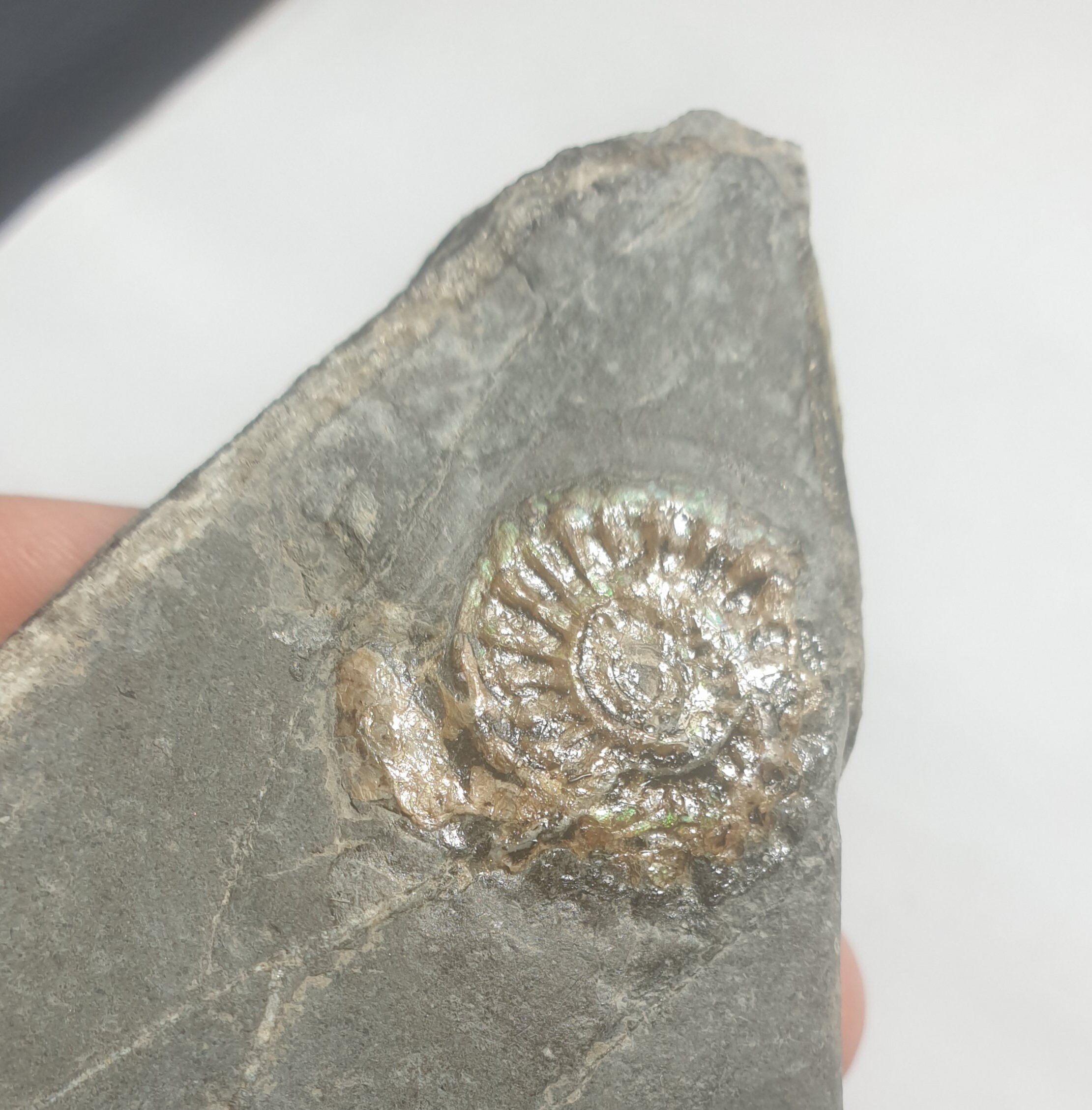 小物1 Caloceras Johnstoni 化石 ジュラ紀