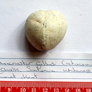 May include: A white, round, fossilized sea urchin, labeled "Isomicraster Gubbus. Cretaceous u. Chalk, Santonian. whiteness bay Thanet, Kent".