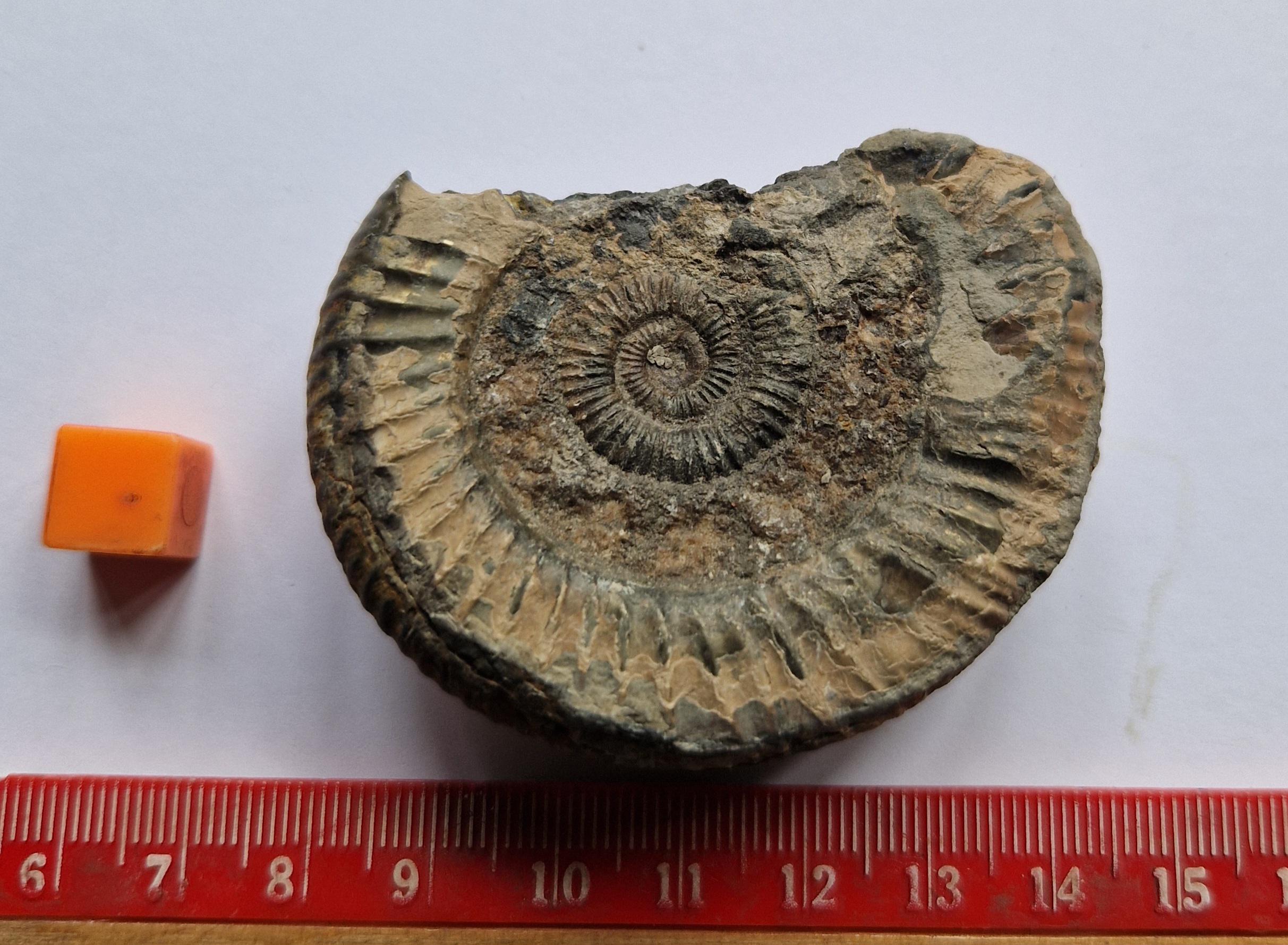 Dactylioceras - Etsy 日本