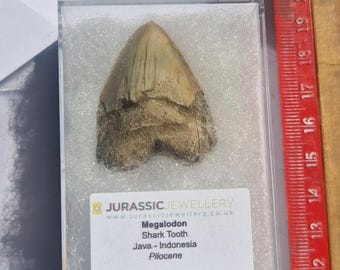 インドネシア・ジャワ島産メガロドンの歯の化石 - 本物の先史時代の