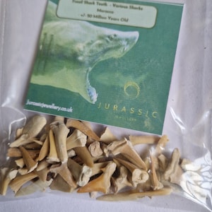 Meravigliosa borsa di denti di squalo fossili dal Marocco: un REGALO FANTASTICO!