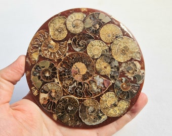 Fossil Ammonite Plate/Coaster  - Madagascar 12cm  - GORGEOUS FOSSIL ORNAMENT