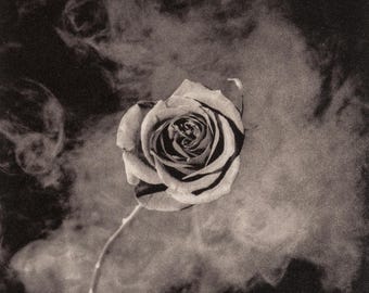 Robert Mapplethorpe, Rose with Smoke, A Season in Hell, Limited Edition Photogravure