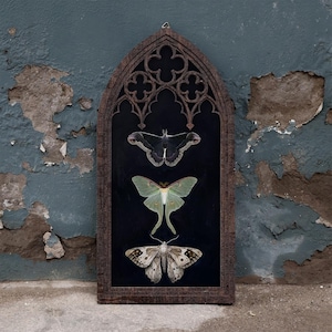 May include: A dark brown wooden frame with a pointed gothic arch top containing three mounted moths on a black background. The top moth is dark with light edges, the middle is pale green with long tails, and the bottom is tan with dark spots.