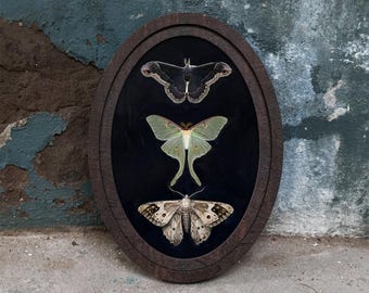 May include: An oval wooden frame containing three preserved moths displayed against a black background. The top moth is dark brown with light edges, the middle is pale green with long tails, and the bottom moth is tan with dark brown spots.