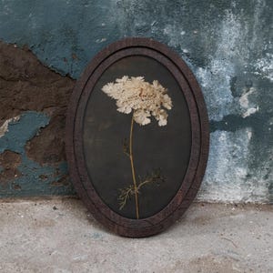 May include: An oval-shaped dark brown wooden frame containing a pressed, dried off-white flower with a long, thin stem and delicate, feathery green leaves set against a dark, solid background, creating a botanical display piece.