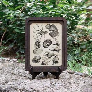 Vintage Ocean Wall Art | Coastal Home Decor | Sea Life Canvas Print | 3D Laser Cut Frame | Marine Biology Gift | Beach House Artwork