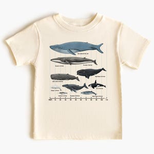 May include: Cream-colored t-shirt featuring a whale size comparison chart. The chart includes illustrations of various whale species with their corresponding lengths in feet, ranging from 13 to 100+ feet. The shirt is made of a soft material.