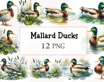Watercolor Mallard Duck Clipart, PNG Digital Illustration Bundle, For Baby Shower Invite, Boy Birthday Party Invitation, Printable Clip Art
