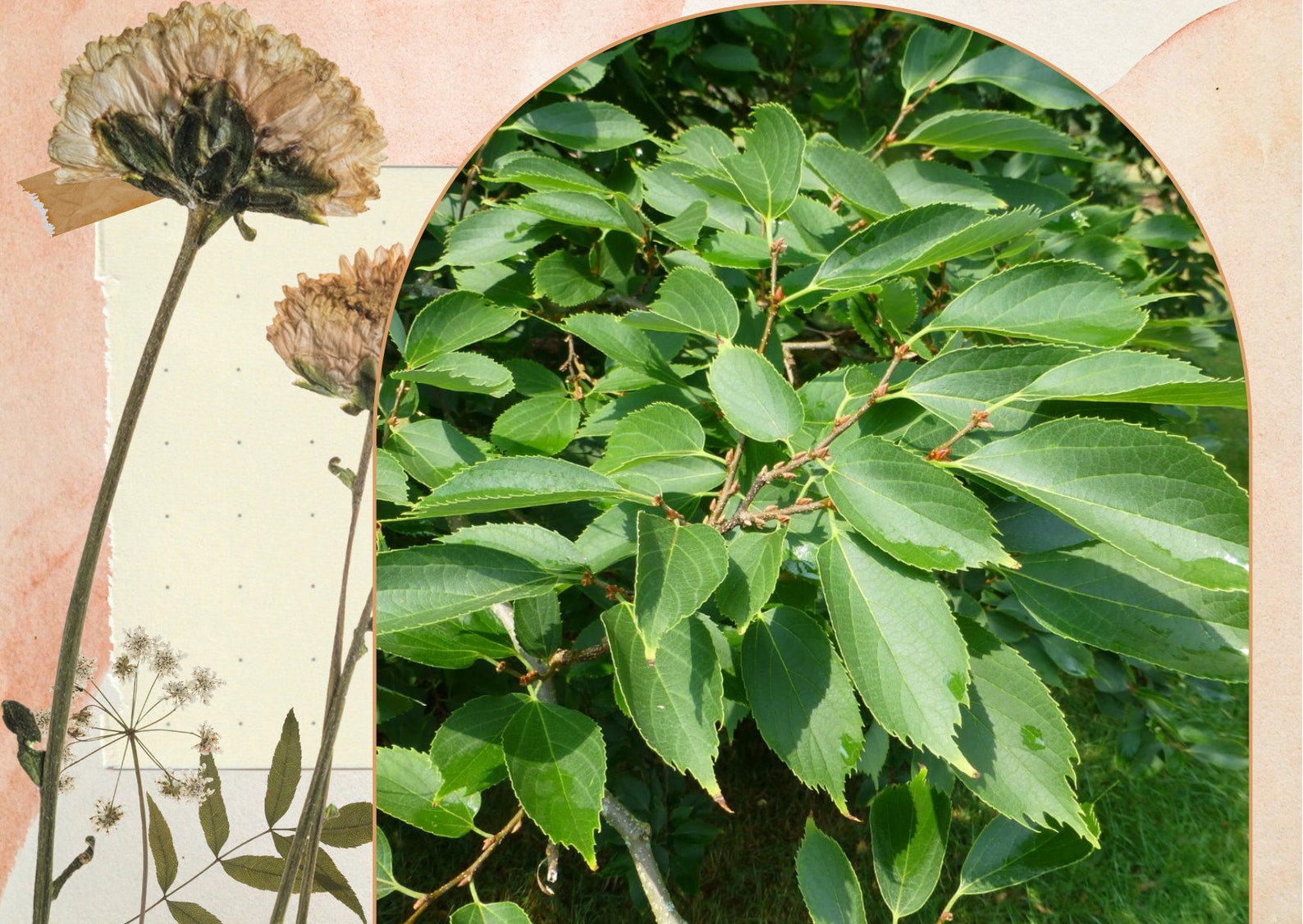 Celtis Koraiensis Dry Berries Seeds ,collection of Garden Seeds for