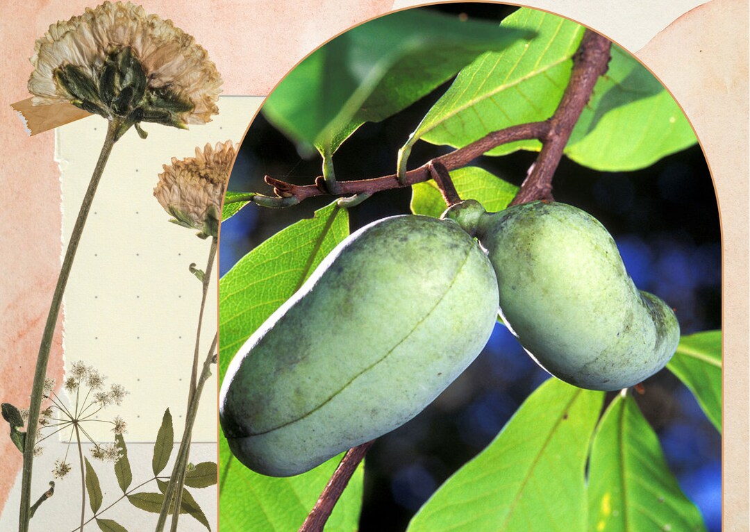 5 Graines De Paw Paw Tree (Asimina Triloba) - Arbre Fruitier Pawpaw, Facile à Cultiver