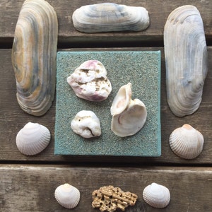 Op de afbeelding: Een verzameling schelpen die op een houten oppervlak zijn gerangschikt. De schelpen zijn in verschillende vormen, maten en kleuren, waaronder wit, bruin en roze. Sommige schelpen hebben een getextureerd oppervlak, terwijl andere glad zijn. Er is ook een klein stuk koraal in het midden van de opstelling.