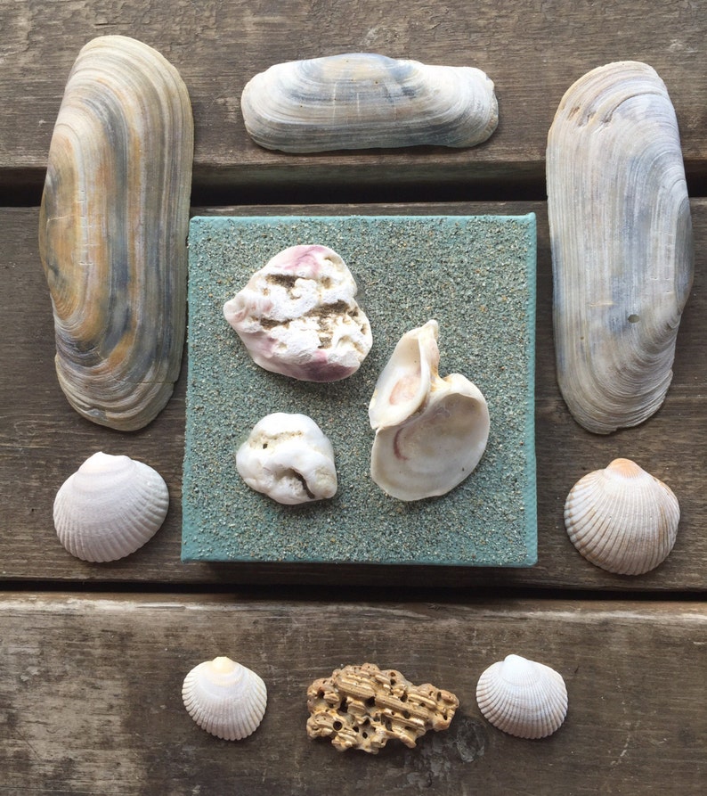 Painting Beach Oyster Shells Sea Shell Painting Acrylic Sand Art Painting Beach Oyster Shells Sea Shell Painting Acrylic Sand Art