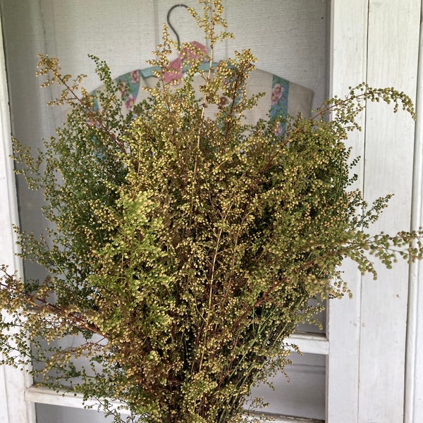 Sweet Annie 8 Ounces Freshly Harvested Drying Ready to Ship Artemesia Annua LAST CALL