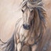 see more listings in the Horse giclee Prints section