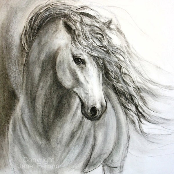 Charcoal horse drawing of 'Equine Sublime' giclee print on canvas or paper