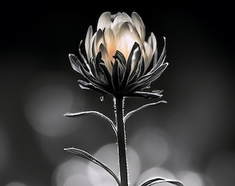 Minimalist Flower Print: Black and White Botanical Art (Digital Download)