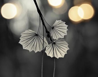 Minimalist Leaf Print: Black & White Botanical Art with Golden Light (Digital Download)