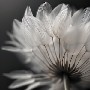 May include: Close-up of a dandelion seed head, showcasing delicate, translucent white seeds. The seeds are arranged in a radial pattern, with fine lines and textures visible. The background is a soft, blurred gray, emphasizing the intricate details of the seed head.