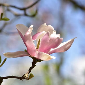 Magnolia Printable Photography, Flower Digital File, High Quality JPG, Digital download, Printable Art, Nature Photo