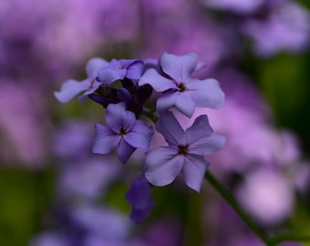 Purple Flower Photography Print: Floral Wall Art (Digital Download)