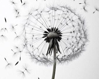 Dandelion Seeds Print: Black and White Botanical Wall Art (Digital Download)