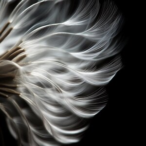 May include: Close-up of a white dandelion seed head with delicate, feathery strands against a black background.