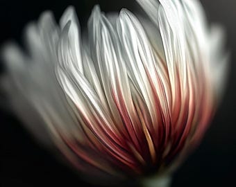 May include: Close-up of a white flower with delicate, layered petals. The petals transition from white to a deep red hue towards the center, set against a dark background. The flower's stem is a pale green.