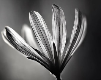 Minimalist Black and White Flower Art: Elegant Floral Print (Digital Download)