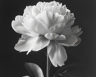 Elegancki nadruk z kwiatem piwonii: minimalistyczna sztuka botaniczna (pobranie cyfrowe)