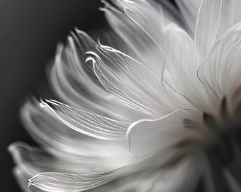 Black and White Dandelion Wall Art - Macro Photography Digital Print - Minimalist Nature Decor