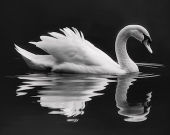 Black and White Swan Print: Minimalist Nature Photography (Digital Download)