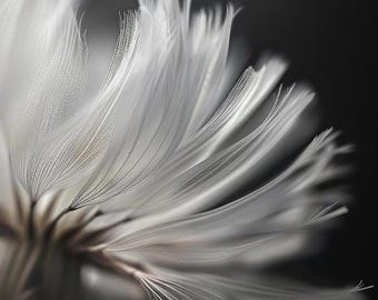 Black and White Dandelion Wall Art - Macro Photography Digital Print - Minimalist Nature Decor