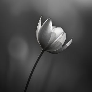 Black and White Botanical Art - Digital Download | Elegant Floral Illustration for Wall Decor | Printable Wall Art