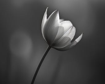 Black and White Tulip Art: Elegant Floral Print (Digital Download)